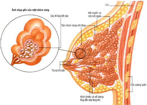 tắc tia sữa