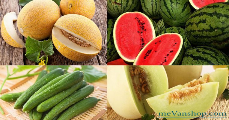 cac loai dua thanh nhiet giai doc