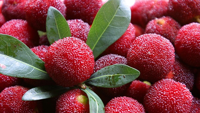 Thanh mai rất tốt cho những ngày hè