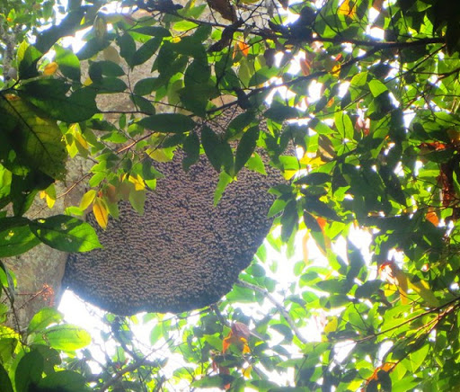 Mua mật ong rừng ở Đà Nẵng
